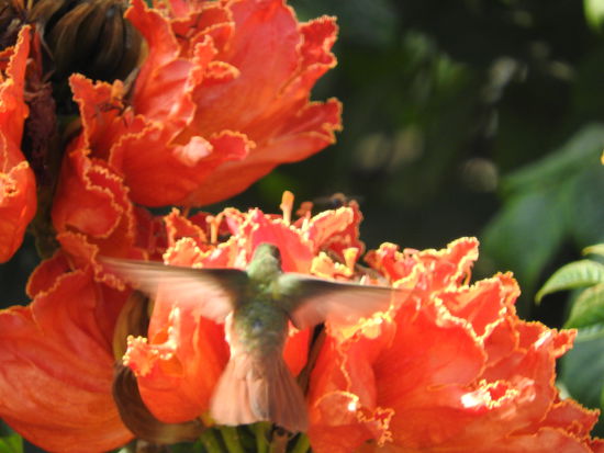 Trujillo liegt am Pazifik und es ist bedeutend wärmer dort.
An den leuchtend orange blühenden Flammenbäumen schwirren Kolibris.