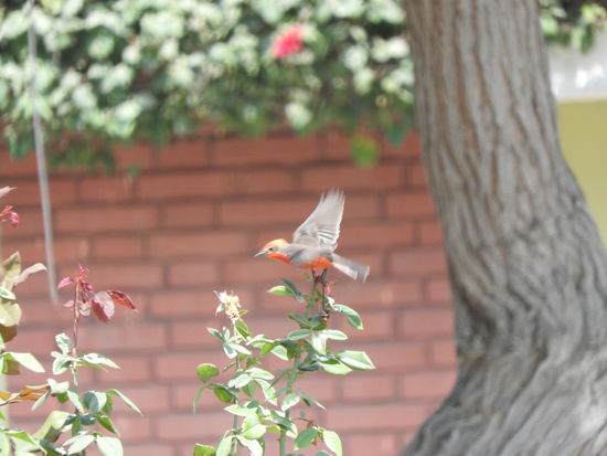 Noch ein rotebauchiger Kolibri. Sittiche machen in den Bäumen einen Riesenlärm, lassen sich aber kaum blicken. Man sieht sie nur beim schnellen  davonfliegen-