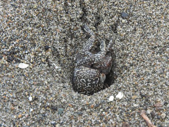 Auf dem Sand gibt es ganz viele kleine Krebse die man wegen ihrer guten Tarnung erst sieht wenn sie davonhuschen und in ihrem Sandloch Schutz suchen-