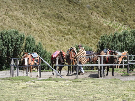 Wer nicht wandern will kann mit Pferden über den Höhenkamm   bis zum felsigen Teil des Rucu Pichincha reiten