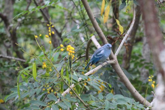 Vögel gibt es in allen Farbschattierungen, mit orangenem Bauch und blauem Kopf, Rote Rücken- und weiße Schwanzfedern, leuchtend rot, gelb oder grün.