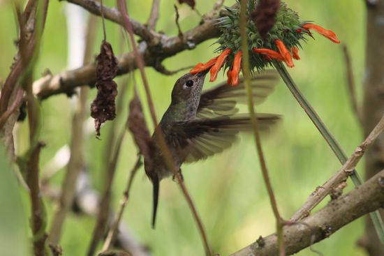 Die kleinsten Kolibris hier sind nicht größer wie eine dicke Hummel, bei der ersten Sichtung waren wir uns auch nicht sicher ob es tatsächlich ein Vogel oder ein Insekt ist.