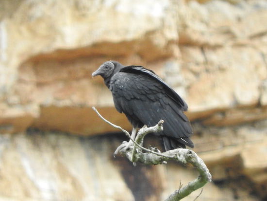 Die Geier (hier ist es ein  Rabengeier) warten schon.