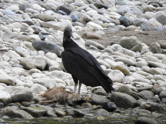 Auch wenn  die Rabengeier uns bei der Überfahrt nicht bekommen haben müssen sie nicht hungern. Sie haben ein totes Huhn gefunden.