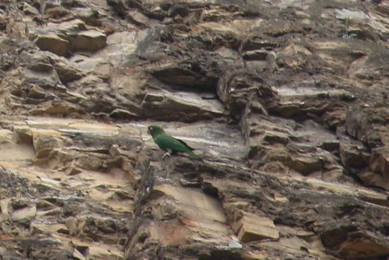 Kleinpapageien brüten hoch oben, in großen Kolonien;  in den Felsen.