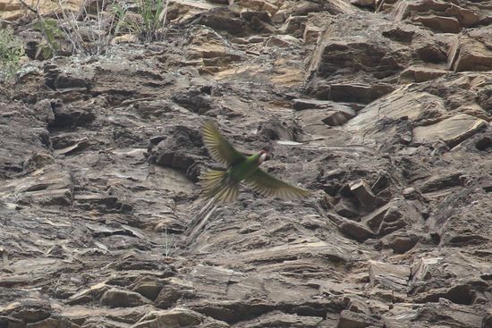 Meist sieht man sie aber  nur  lärmend in großen Gruppen im Überflug.