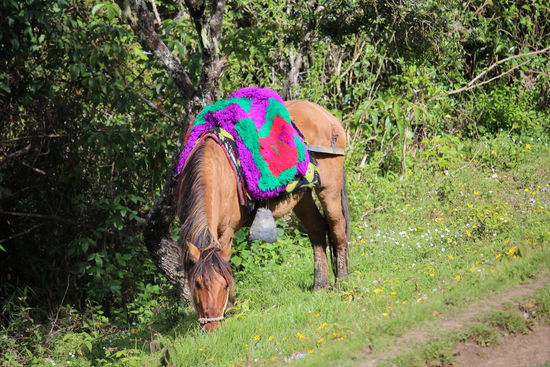 Wer das nicht will oder kann darf auch mit dem Pferd hochreiten, der Pferdeweg ist aber so steil, dass die meisten lieber laufen.