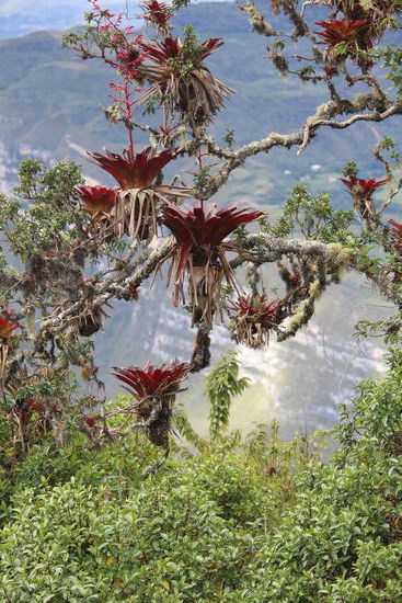 Die Bäume sind dick  mit Moosen, Bromelien, Orchideen und anderen Neophyten überwachsen. Das gibt der Anlage étwas fast mystisches