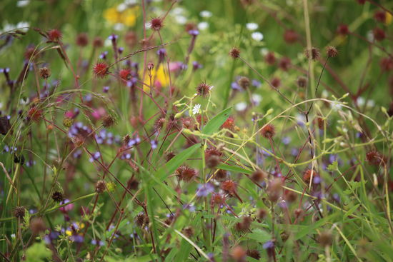 Auch hier oben wieder bunte Blumenwiesen