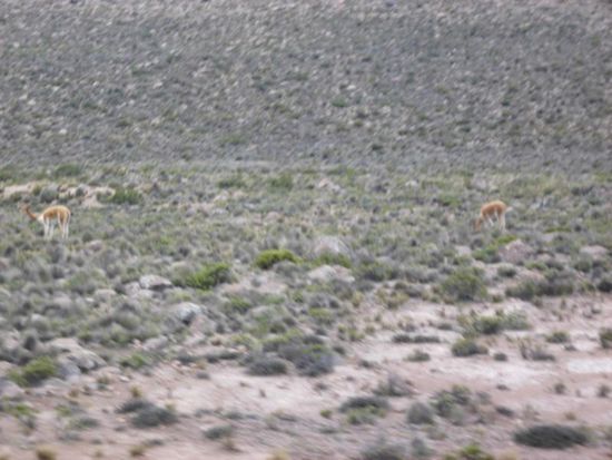 Vicunas - immer nur vom Bus aus gesehen.