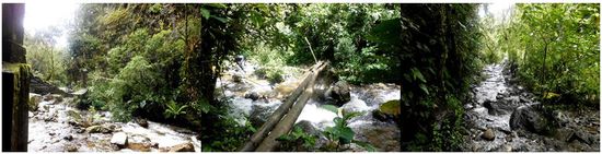 Steine, Stämme &amp; Hängebrücken ODER wie überquere ich einen Fluss