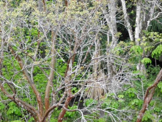 Findest du mich? Tipp: Suche in der Mitte