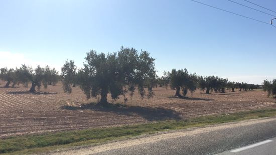 Olivenhain bei Gabes