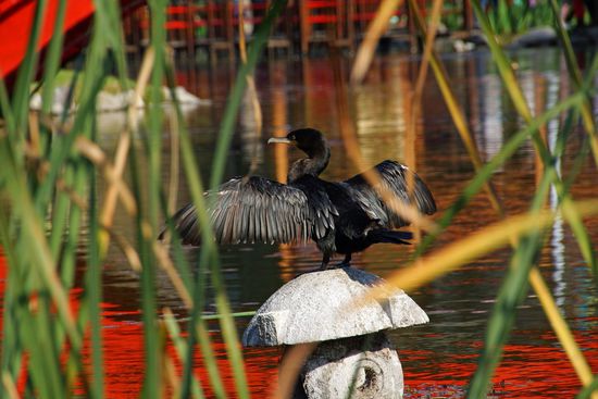 Ein Kormoran trocknet sein Gefieder in der Sonne.