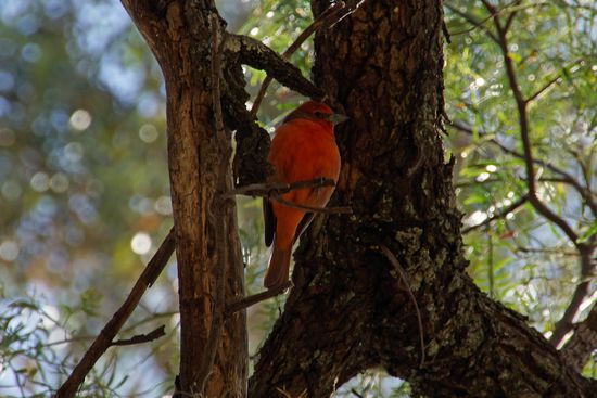 hübsche, aber scheue Vögelchen gibt es auch hier 