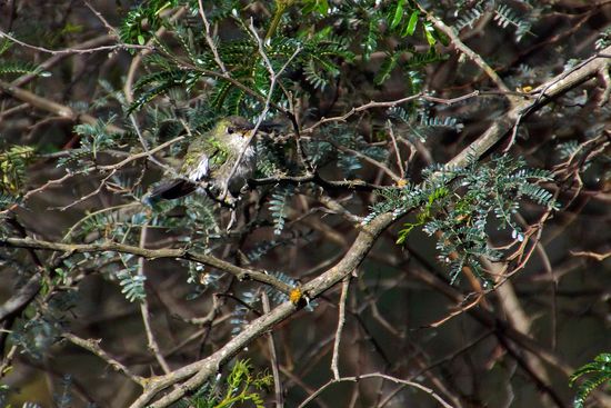 Ein seltenes Bild, ein Kolibri ruhig auf einem Zweig sitzend und nicht wie so oft vor einer Blüte schwirrend