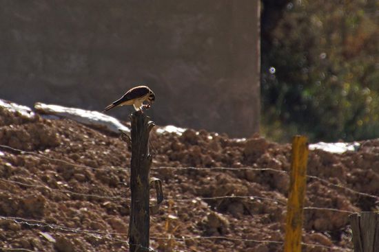 Ein Falke, der sich wohl kurz vorher einen Happen geholt hat