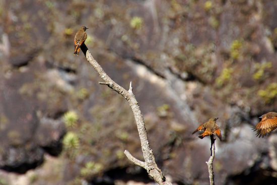 und andere Vögelchen, deren Namen ich leider nicht kenne
