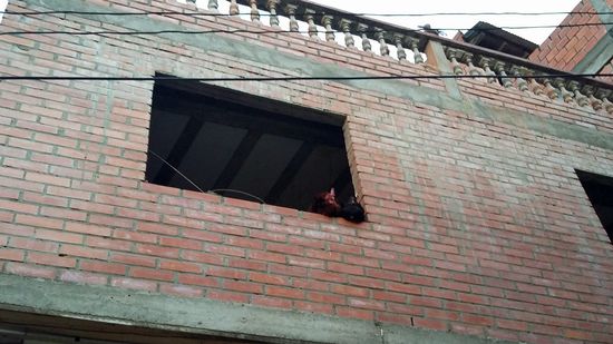 Was machen die Hühner nur in dem Fensterausschnitt!?