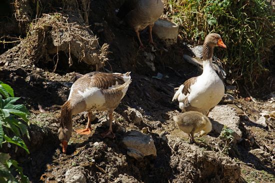 Außer den klaffenden Hunden treffen wir auf eine niedliche Gänsefamilie