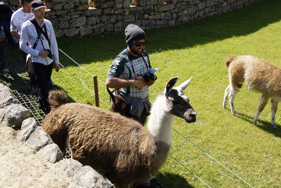 Ein Llama hat sich ein wenig verirrt und den Leuten den Weg zum Ausgang versperrt  Denner versucht, irgendwie an dem Tier vorbeizukommen