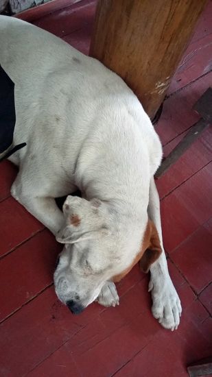 Während wir zu Mittag essen, legt sie sich hin und schläft. 
Als Dankeschön für die Begleitung erhält sie von uns später etwas von unserem Essen, das ich für sie in einer Tüte zusammenstelle