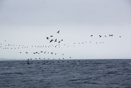 Erst auf dem Tablet, beim ordentlichen Zoomen erkenne ich, dass es Tölpel waren, die wir über dem Meer gesehen haben.