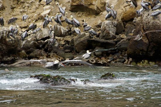 Pelikane auf einer der Inseln