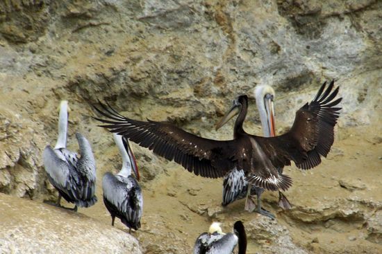 Und noch mal Pelikane... 