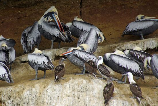 Interessantes Bild: die winzig aussehenden Tölpel neben den großen Pelikanen