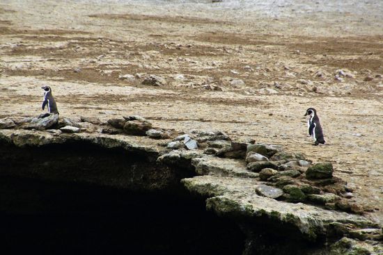 zwei der drei Piguine, die wir gesehen haben