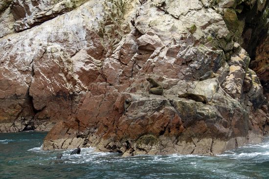 Ja, ich habe auch ein paar Bilder von den Seelöwen gemacht 