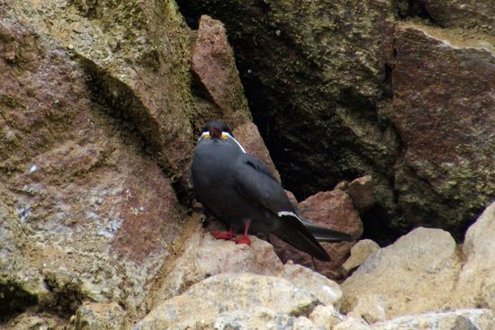 Ein mir unbekannter Rotfüßler mit einem gelben Schnäutzer 