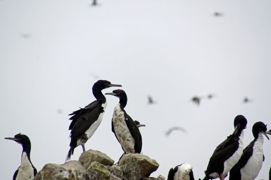 Und noch mal Kormorane