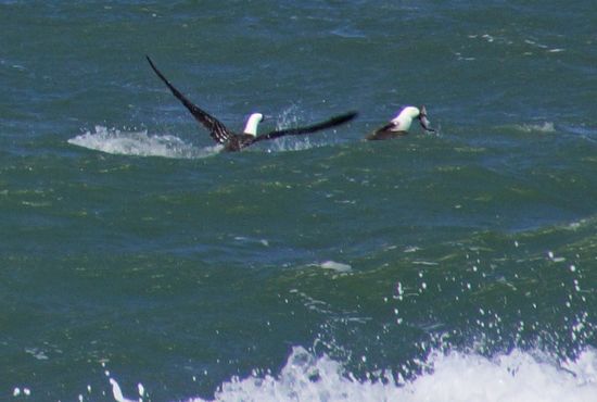 Tölpel beim Fischfang