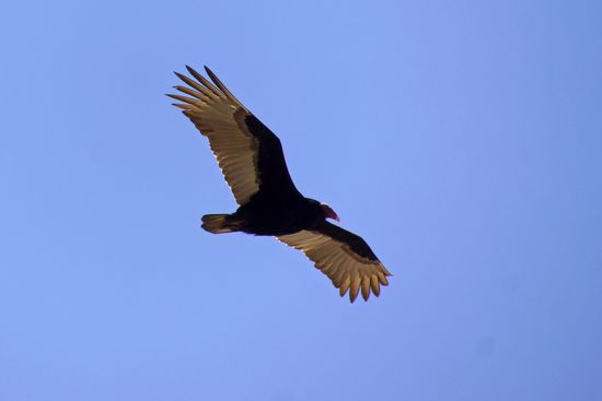 Und auch hier kreisen die Geier....