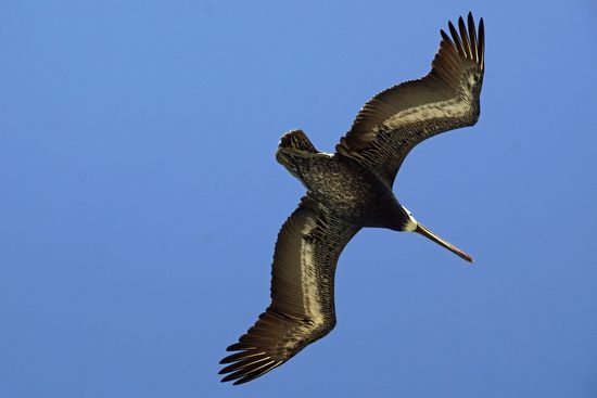 und Pelikane über unseren Köpfen