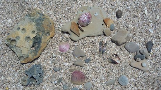 meine Steinchen- und Muschelsammlung 