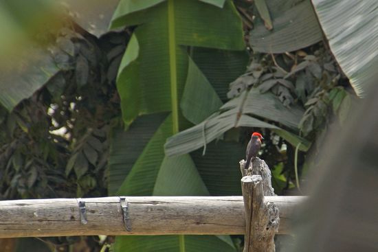 Welch eine Farbabwechslung, ein Vögelchen mit rotem Gefieder am Kopf 