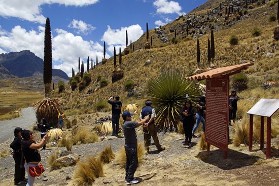 Las Puyas. 
Der untere, buschigere Teil ist die Pflanze selbst, darüber ragen die hohen Blütenstiele.