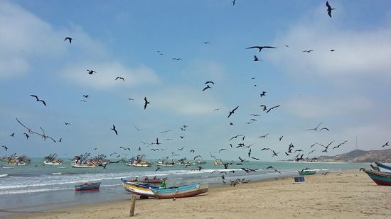 Fregattvögel, die über dem Meer und dem Strand kreisen