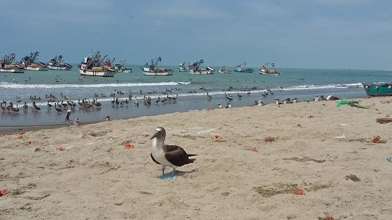 ein neugieriger Blaufußtölpel