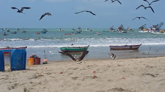 Hinter den orangenen Kübeln hockt der Fischer, der den Vögeln die Fischinnereien zuwirft