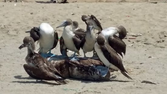 vorne links der Tölpel mit verletztem Flügel, den er gerade hochzuziehen versucht
