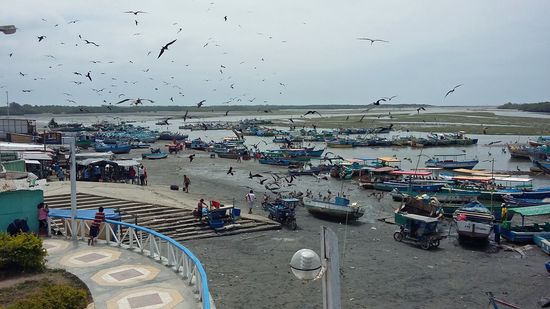 Der Hafen Pizarro mit seinen Ausflugs- und Fischerbooten, Fischern und Unmengen an Fregattvögeln, im Hintergrund die Mangroven