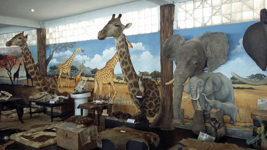 eine recht umfangreiche Ausstellung an verschiedensten Tieren oder zumindest deren Fellen