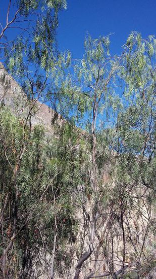 die vielseitig einsetzbare Pflanze "el molle"