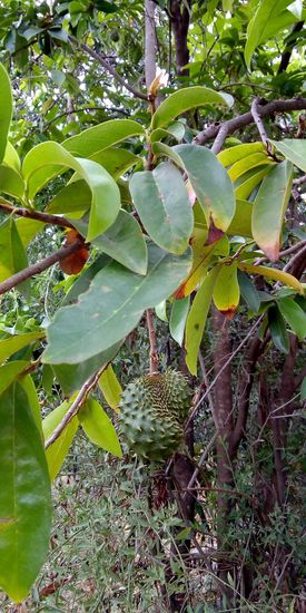 Die Frucht Guanábana