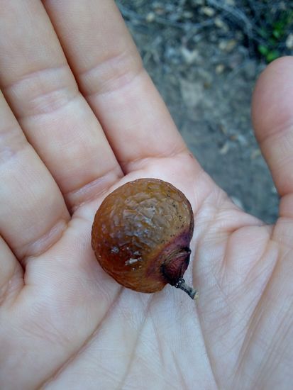 Die Frucht choloque, aus der sie im zukünftigen Projekten Seife machen wollen