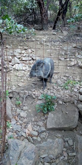 Sajino (Pekari), das Alphamännchen isteingezäunt, die restlichen des kleinen Rudels laufen frei herum
